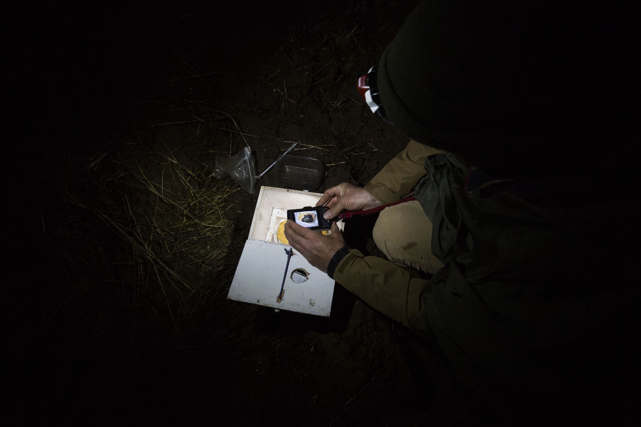 Dorsal photograph of a Pelobate cultripes © David Tatin Orbisterre